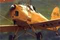 Frank William's tiger moth